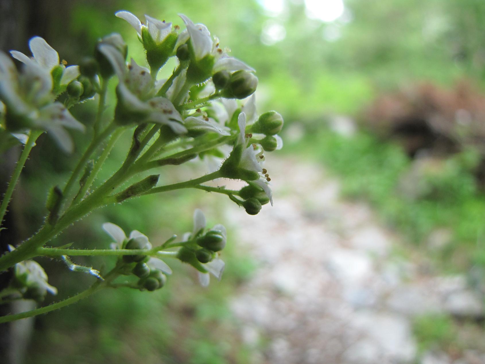 Saxifraga hostii  / Sassifraga di Host